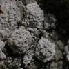 Pertusaria albescens